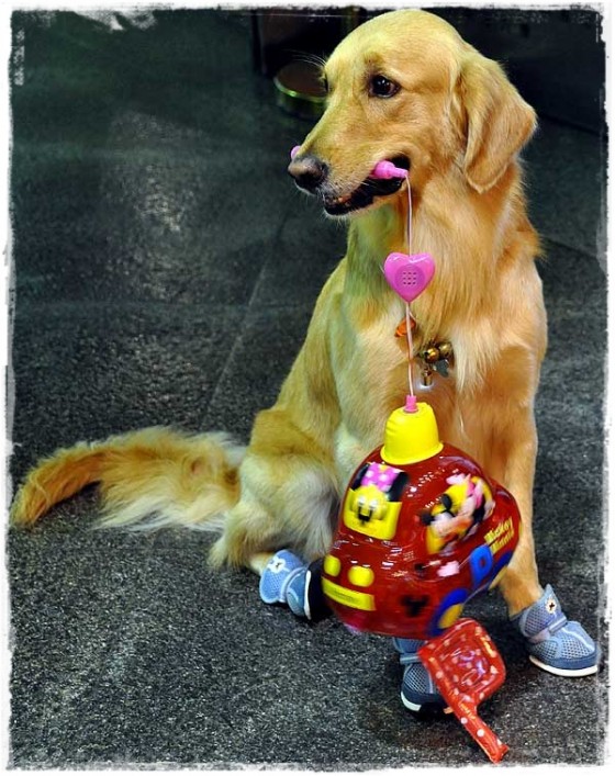 Dog celebrating Mid Autumn Festival in Hong Kong. Best part of the Mid Autumn Festival in Hong Kong? This little guy!