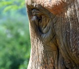 Chiang Mai | Thailand :: Baan Chang Elephant Park