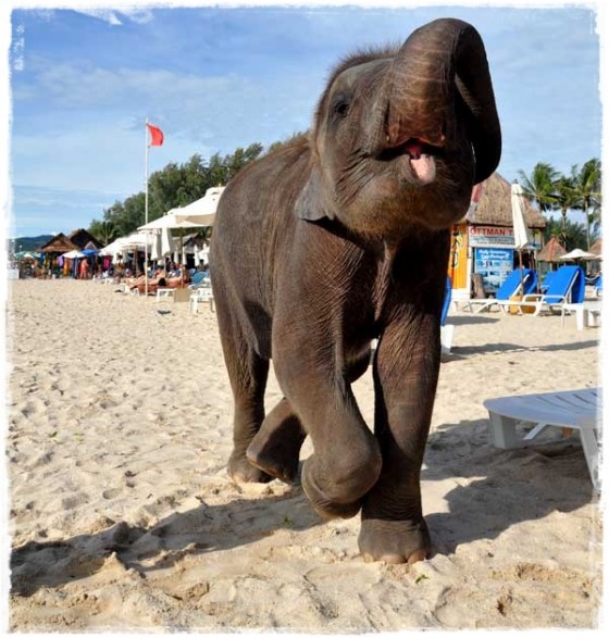 Lucky the Elephant