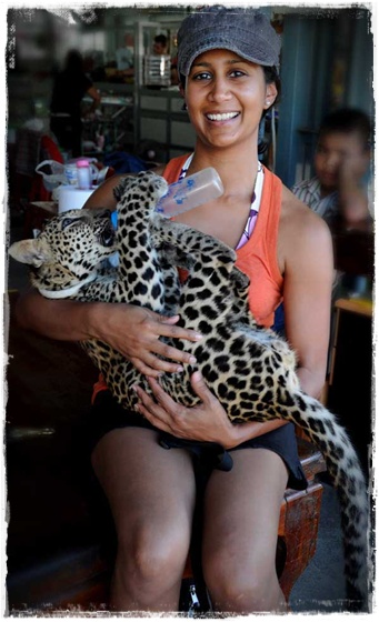Manali Holding Tiger (or Leopard) Manali Holding Tiger (or Leopard)