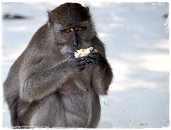 Monkey on Monkey Beach