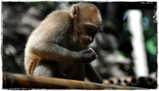 Erawan Waterfalls - Monkey Erawan Waterfalls - Monkey