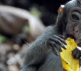 Ubud | Indonesia ::  Monkey Forest
