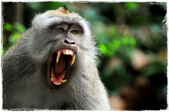 Monkey Showing Some Teeth
