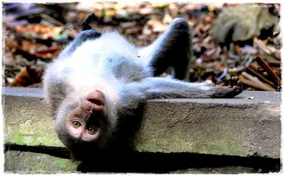 Monkey With Modeling Aspirations