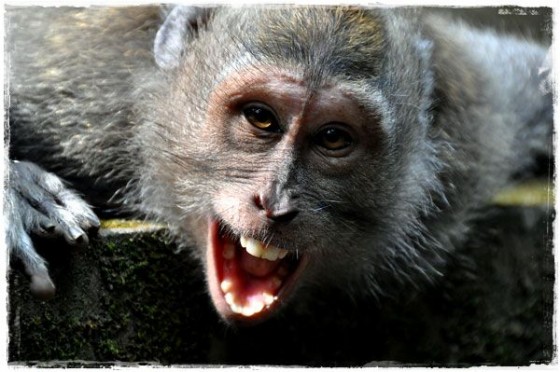 Monkey Posing For His Reflection In The Camera