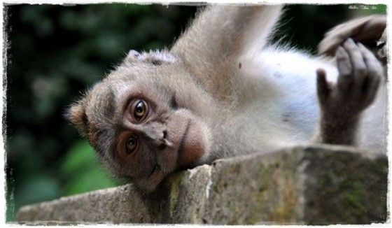 Monkey In Thought