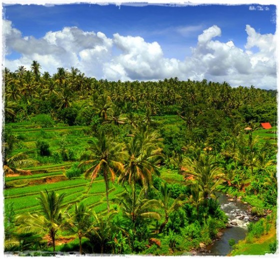 Sayan Rice Terrace