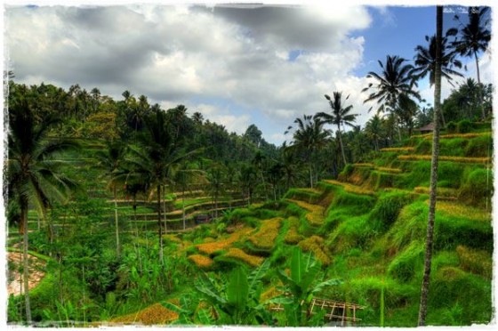 Tagallalang Rice Terrace