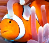 Best Dive Sites In The World