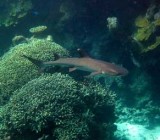Great Barrier Reef | Australia :: Diving the GBR