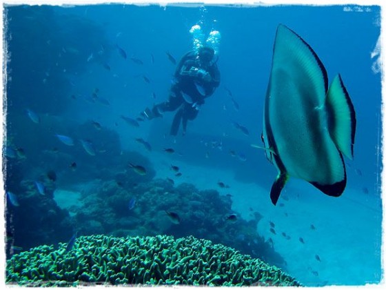 Bat Fish - Great Barrier Reef