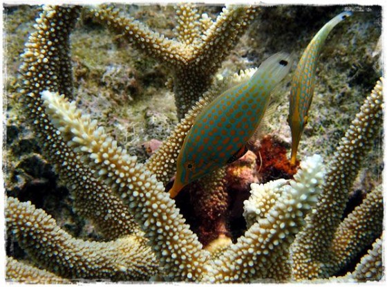 Blue and Orange Piper Fish - Great Barrier Reef