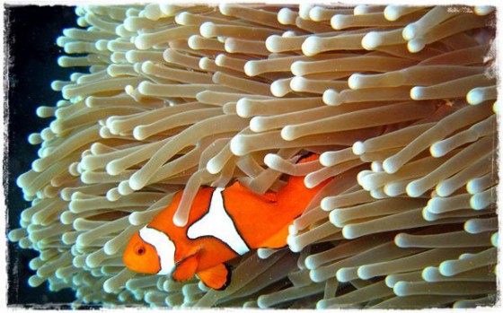True Clown Fish (Nemo) - Great Barrier Reef