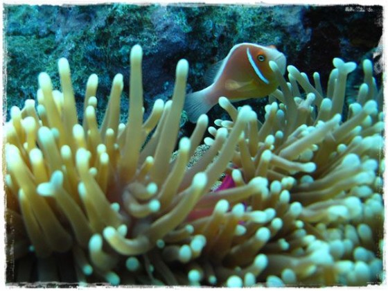 Clown Fish - Great Barrier Reef