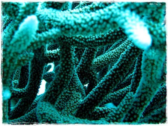 Coral Macro - Great Barrier Reef