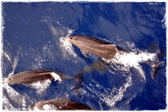 Dolphins Swimming Along Boat - Great Barrier Reef