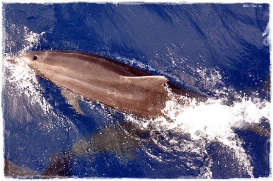 Dolphins Swimming Along Boat - Great Barrier Reef