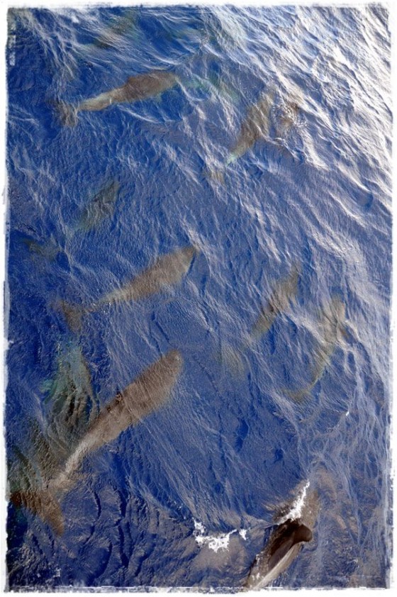 Dolphins Swimming Along Boat - Great Barrier Reef