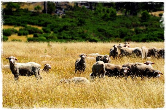 Flock Of Sheep - Tasmania, Australia