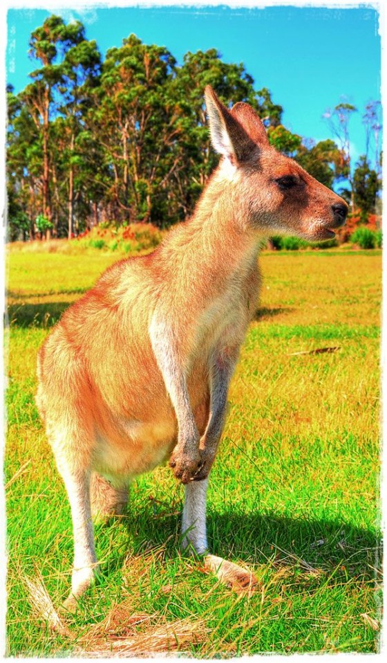 Kangaroo - Tasmania, Australia