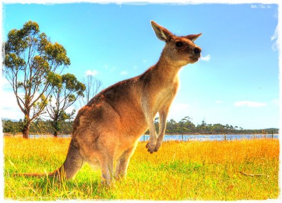 Kangaroo - Tasmania, Australia