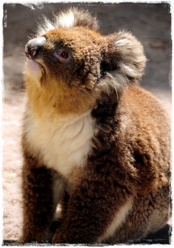 Koala - Tasmania, Australia