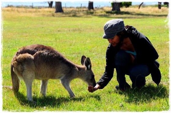 Manali Feeding Kangaroo - Tasmania, Australia