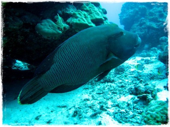 Maori Wrasse - Great Barrier Reef
