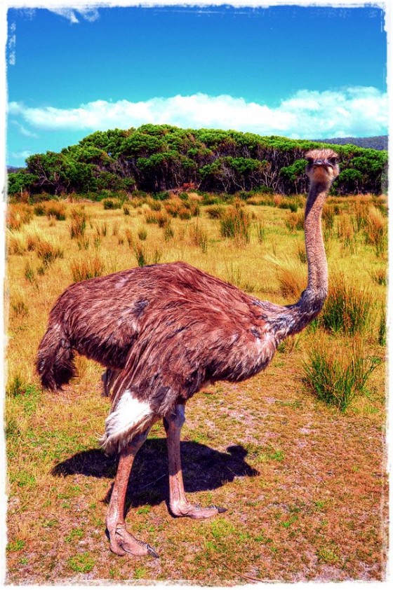 Ostrich - Tasmania, Australia