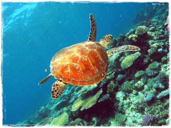 Sea Turtle - Great Barrier Reef