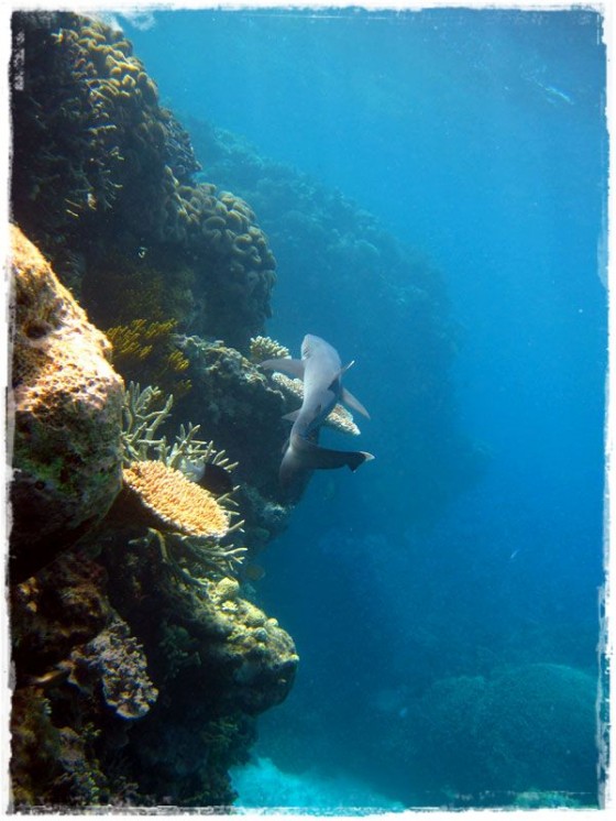White Tip Reef Shark - Great Barrier Reef