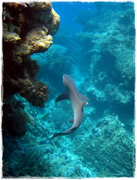 White Tip Reef Shark - Great Barrier Reef