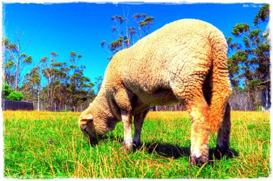 Sheep - Tasmania, Australia