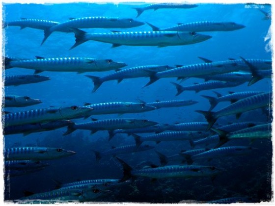 Barracuda Point, Sipadan Island (Malaysia)