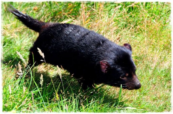 Tasmanian Devil - Tasmania, Australia