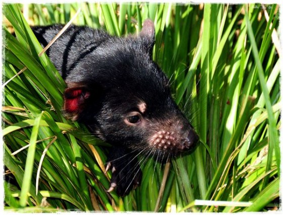 Tasmanian Devil - Tasmania, Australia