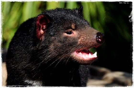 Tasmanian Devil - Tasmania, Australia