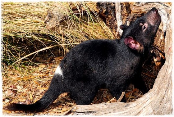 Tasmanian Devil - Tasmania, Australia
