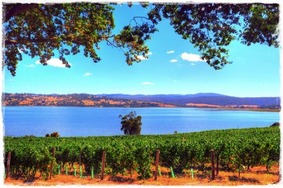 Tamar Valley Vineyard - Tasmania, Australia