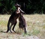 Halls Gap | Australia :: The Grampians National Park