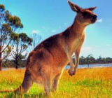Tasmania | Australia :: Campervaning 8 Days In Tasmania