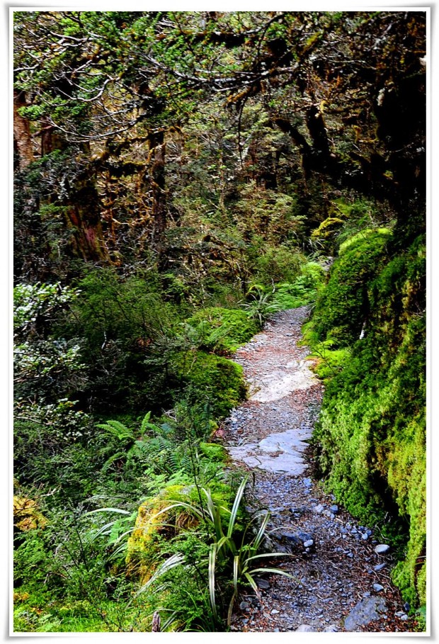 Beech Forest - Routeburn Track, New Zealand Queenstown | New Zealand :: Hiking The Routeburn Track