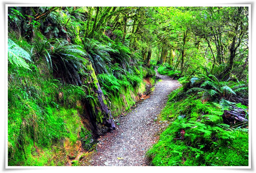 Beech Forest - Routeburn Track, New Zealand Queenstown | New Zealand :: Hiking The Routeburn Track