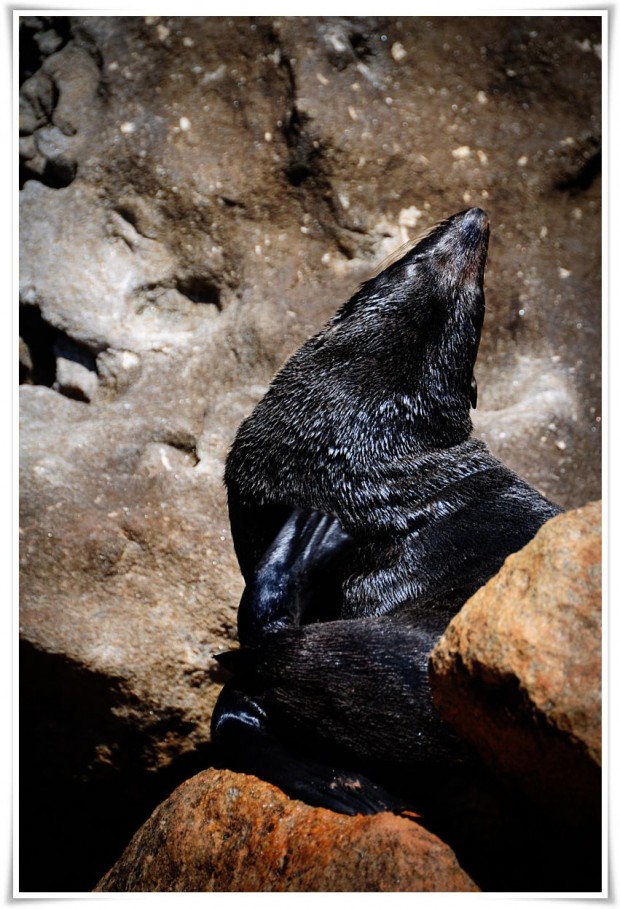Seals On the Abel Tasman - New Zealand Abel Tasman National Park | New Zealand :: Kayaking with Seals