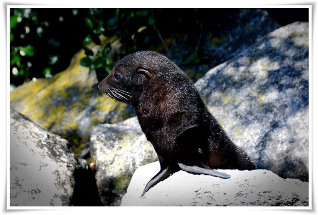 Seals On the Abel Tasman - New Zealand Abel Tasman National Park | New Zealand :: Kayaking with Seals
