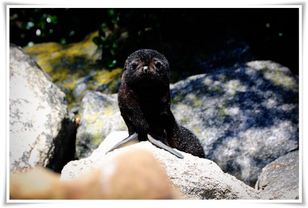 Seals On the Abel Tasman - New Zealand Abel Tasman National Park | New Zealand :: Kayaking with Seals