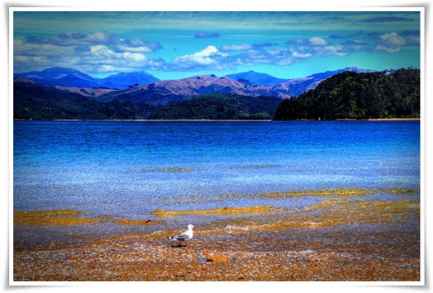 Abel Tasman - New Zealand Abel Tasman National Park | New Zealand :: Kayaking with Seals