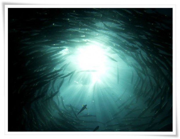 Diving at Sipidan Island Marine Reserve - Tawau, Malaysia Tawau | Malaysia :: Diving Sipadan Island Marine Park