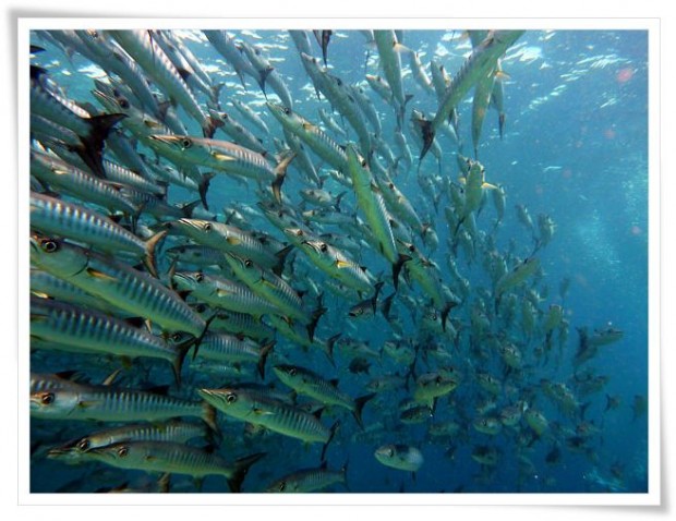 Diving at Sipidan Island Marine Reserve - Tawau, Malaysia Tawau | Malaysia :: Diving Sipadan Island Marine Park